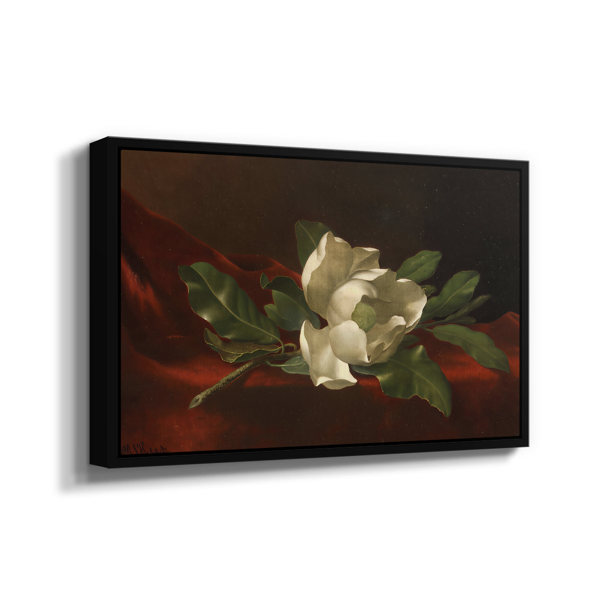 Magnolia on Red Velvet, c. 1885-1890 - Floater Framed Canvas Print