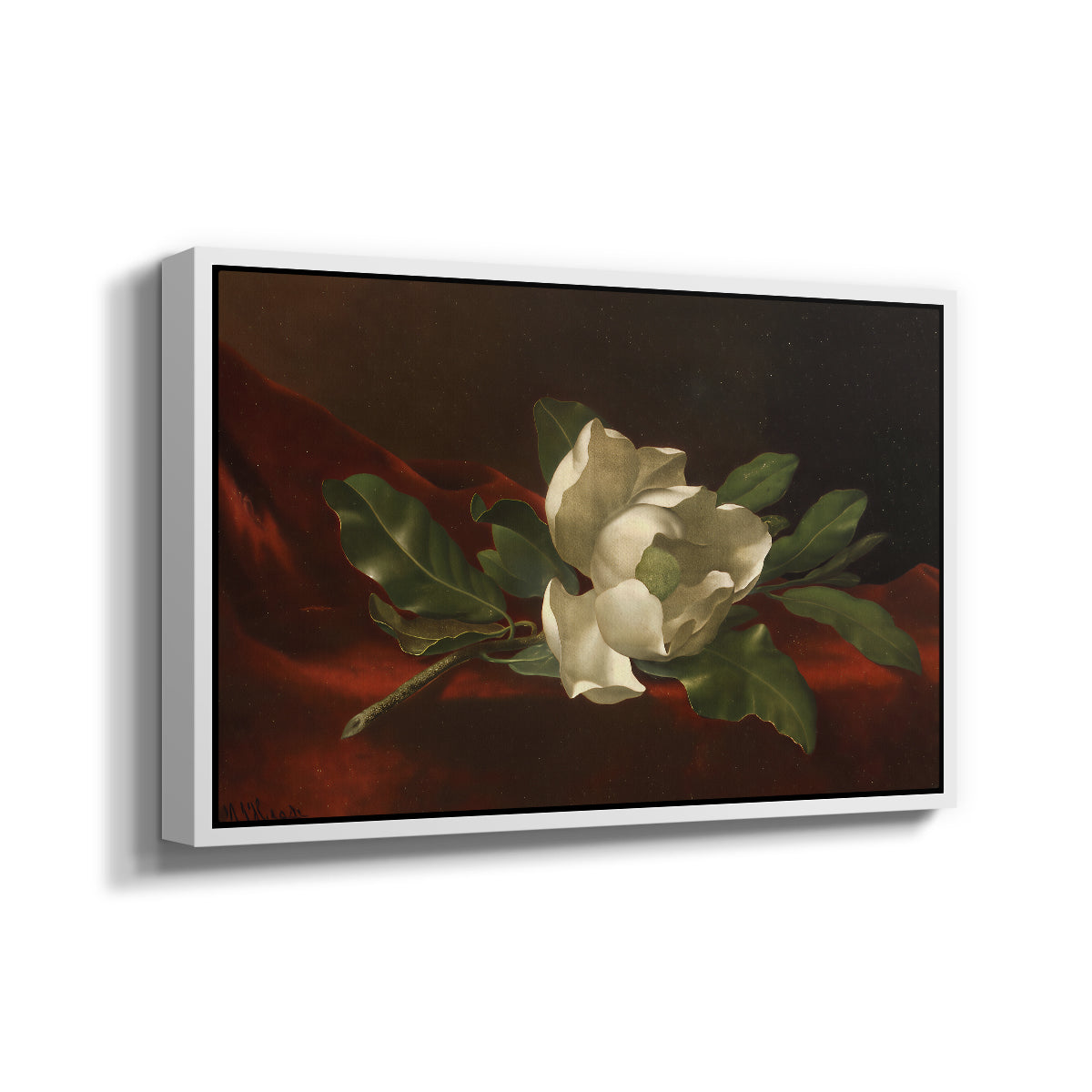 Magnolia on Red Velvet, c. 1885-1890 - Floater Framed Canvas Print