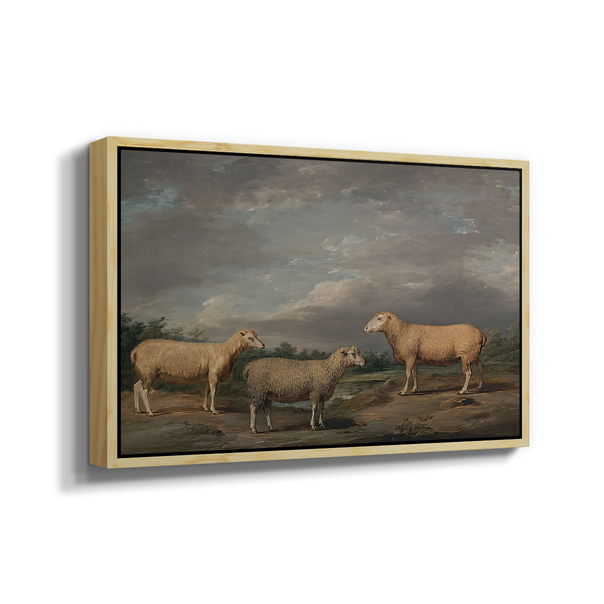 Ryelands Sheep, the King's Ram, the King's Ewe and Lord Somerville's Wether, c. 1801-1807 - Floater Framed Canvas Print