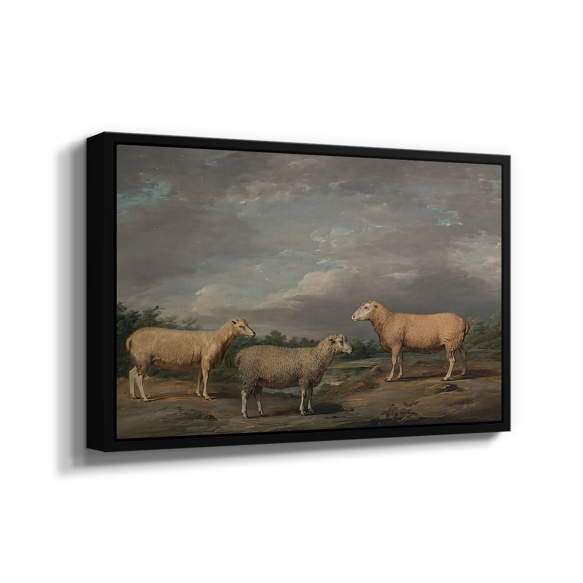 Ryelands Sheep, the King's Ram, the King's Ewe and Lord Somerville's Wether, c. 1801-1807 - Floater Framed Canvas Print