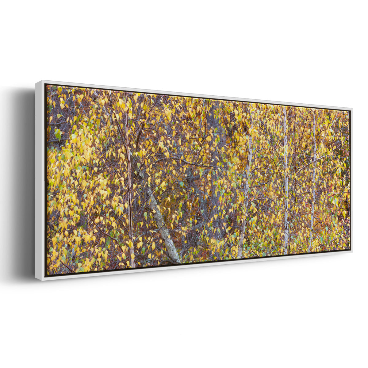 Tree Panorama III - Floater Framed Canvas Print