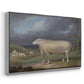 A Border Leicester Ewe, c. 1795-1800 - Floater Framed Canvas Print
