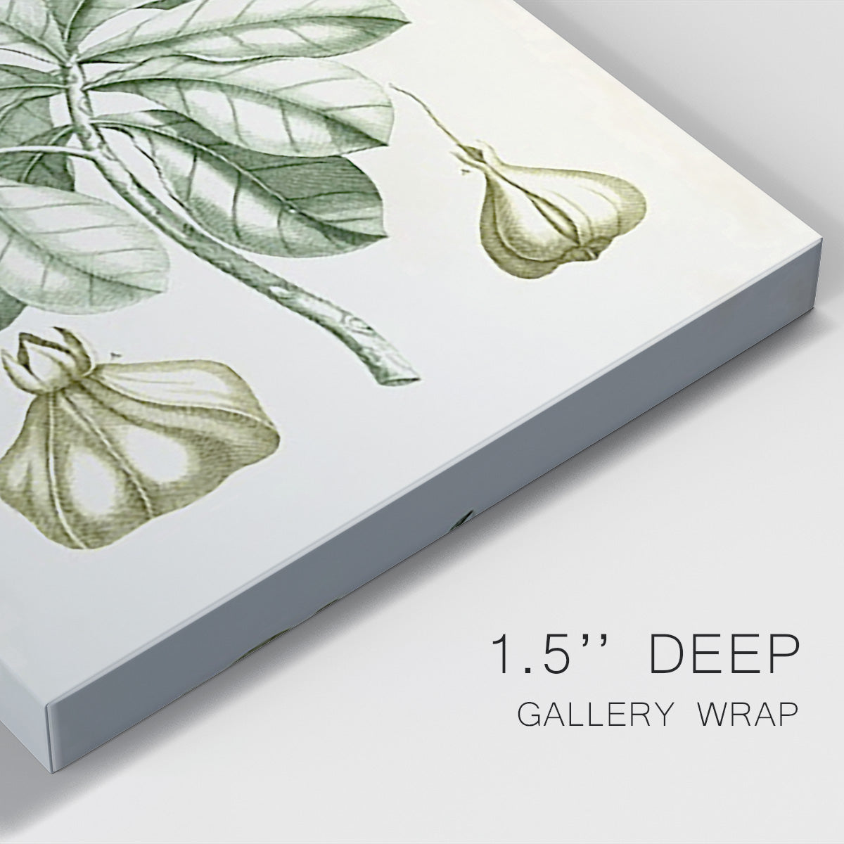 Buchoz Tropicals IX - Canvas Art Print