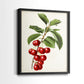 Antique Fruit II - Restickable Framed Art Print