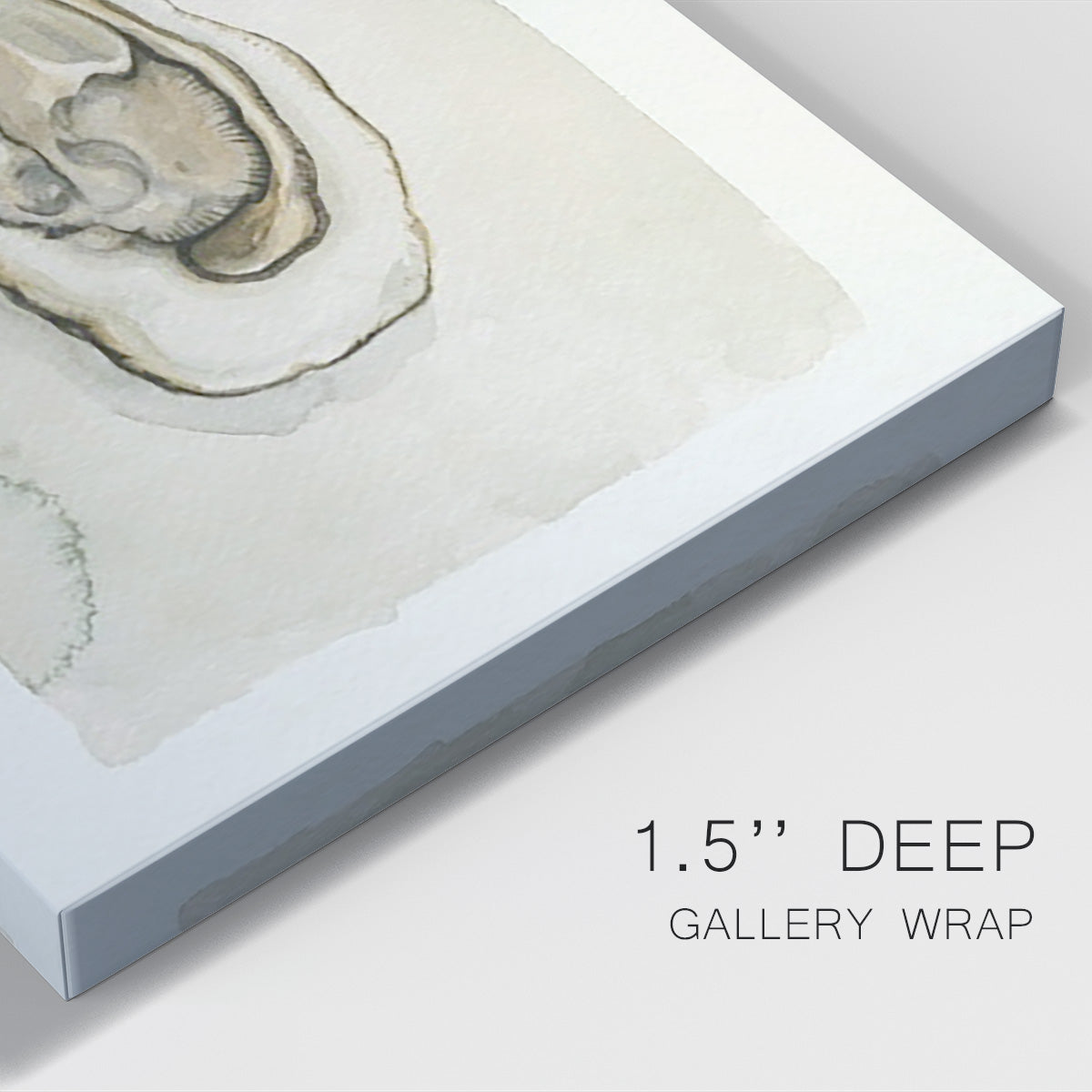 Soft Half Shell I Premium Gallery Wrapped Canvas - Ready to Hang