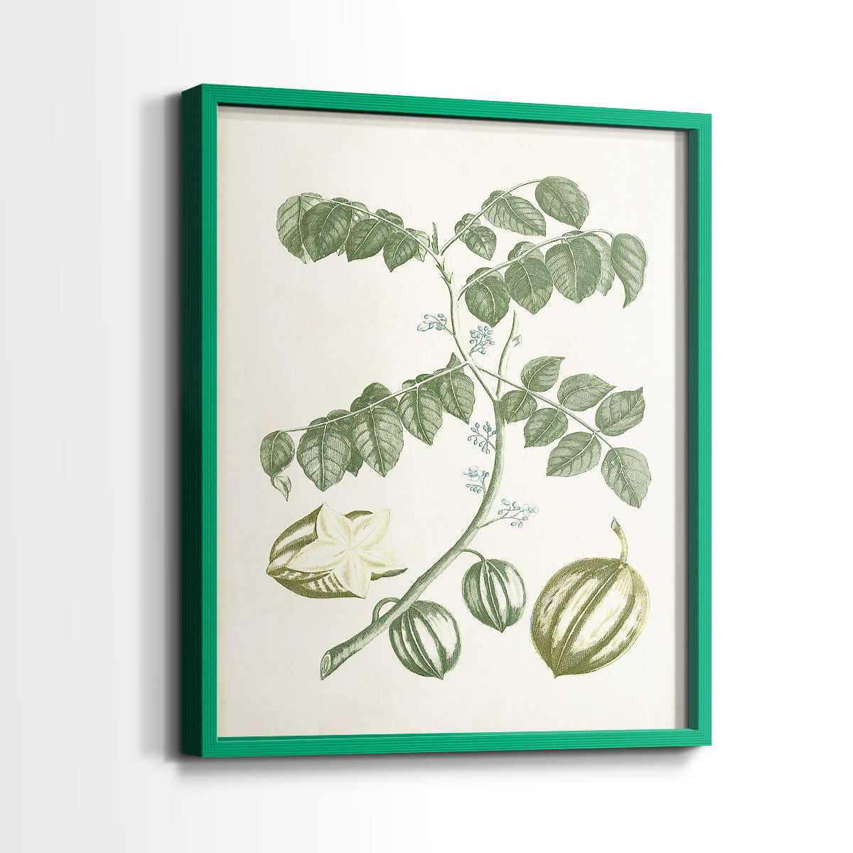 Buchoz Tropicals II - Restickable Framed Art Print