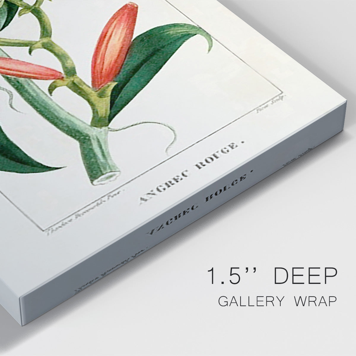 Turpin Tropical Botanicals IX - Canvas Art Print