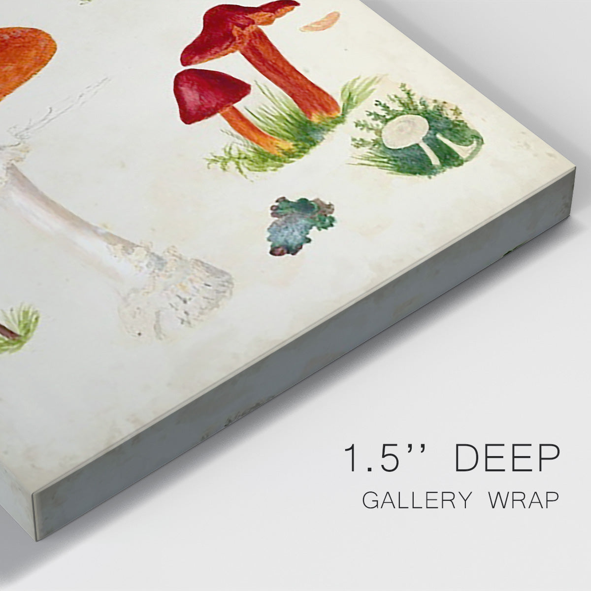 Mushroom Species VIII - Canvas Art Print