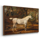 Grey Arabian Stallion, Property of Sir Watkin Williams-Wynn, c. 1817 - Floater Framed Canvas Print