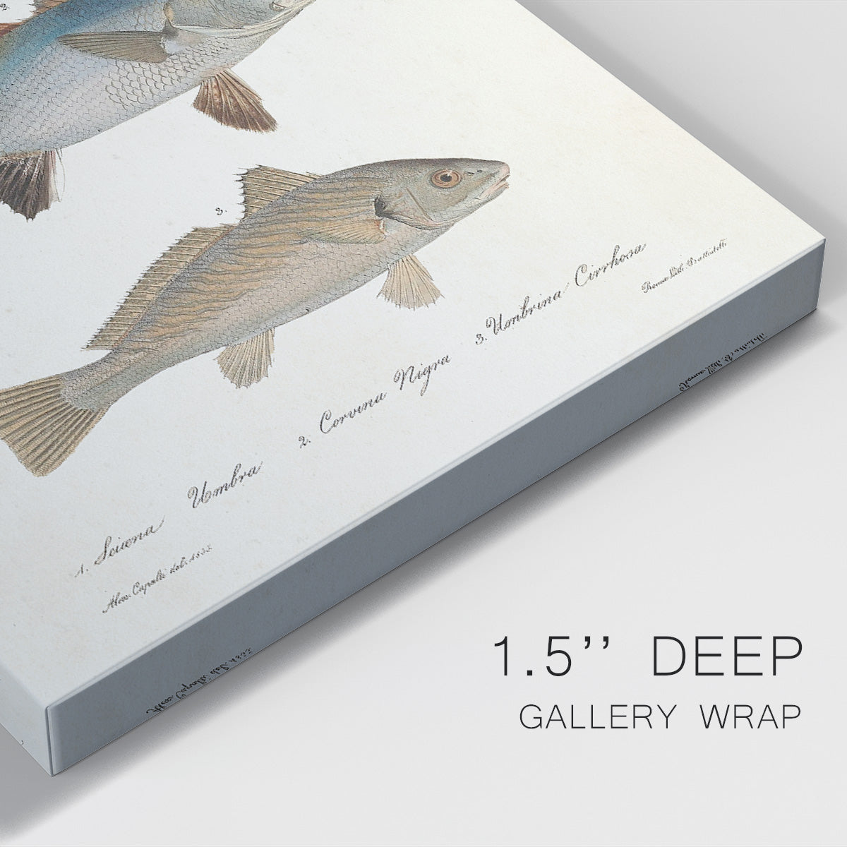 Species of Antique Fish III Premium Gallery Wrapped Canvas - Ready to Hang