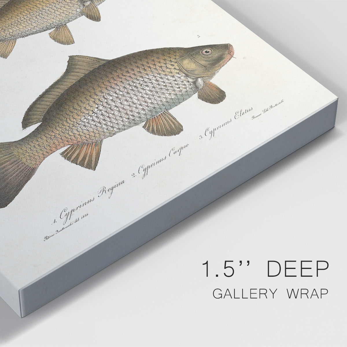 Species of Antique Fish I Premium Gallery Wrapped Canvas - Ready to Hang