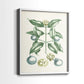 Buchoz Tropicals VII - Restickable Framed Art Print