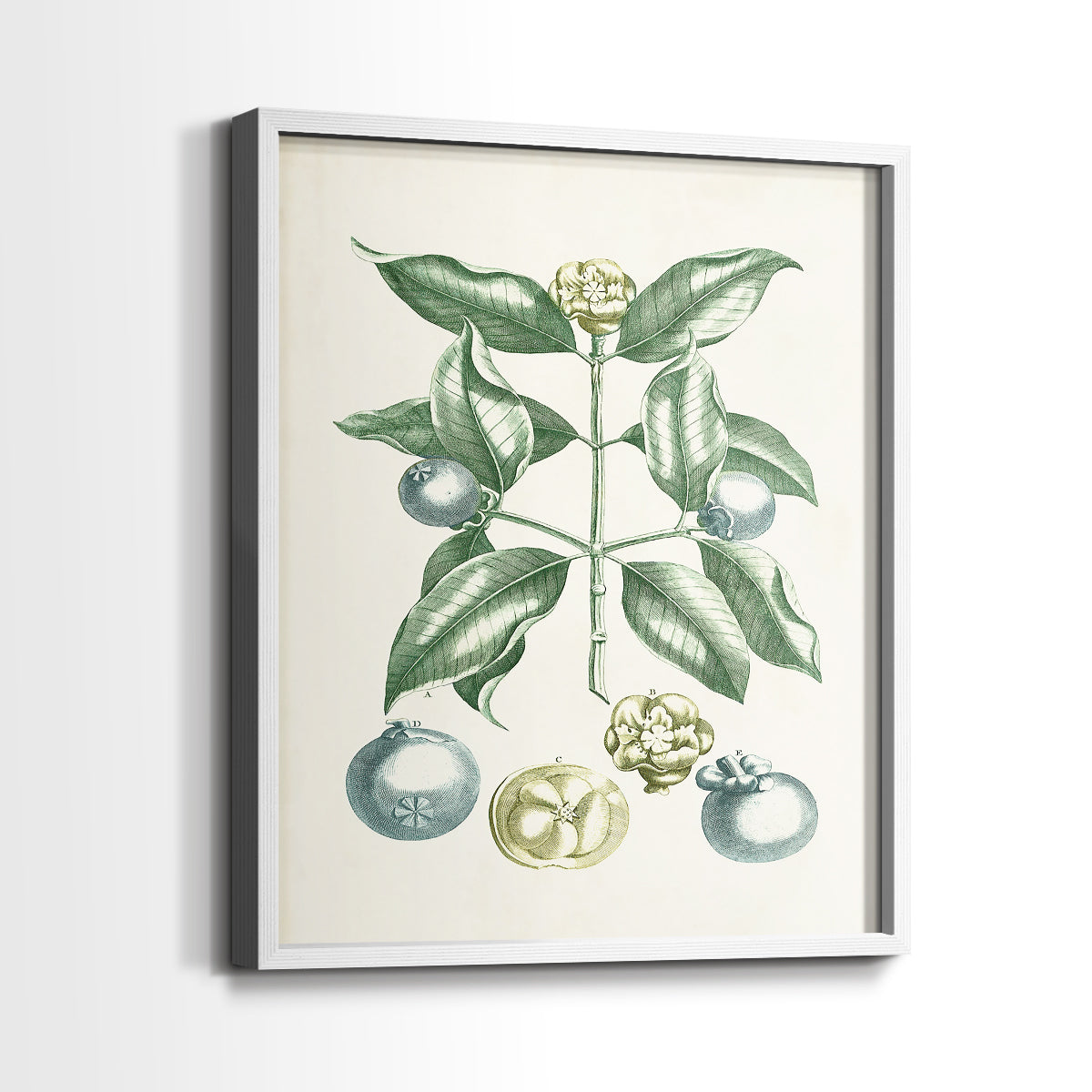 Buchoz Tropicals VII - Restickable Framed Art Print
