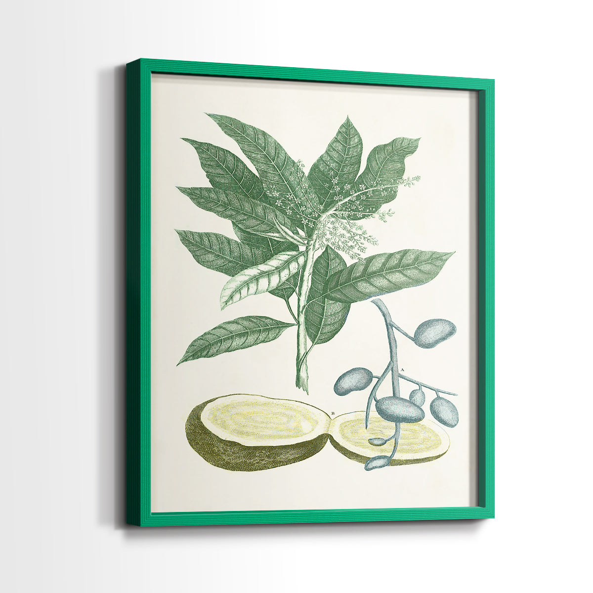 Buchoz Tropicals IV - Restickable Framed Art Print