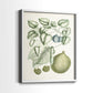 Buchoz Tropicals VIII - Restickable Framed Art Print