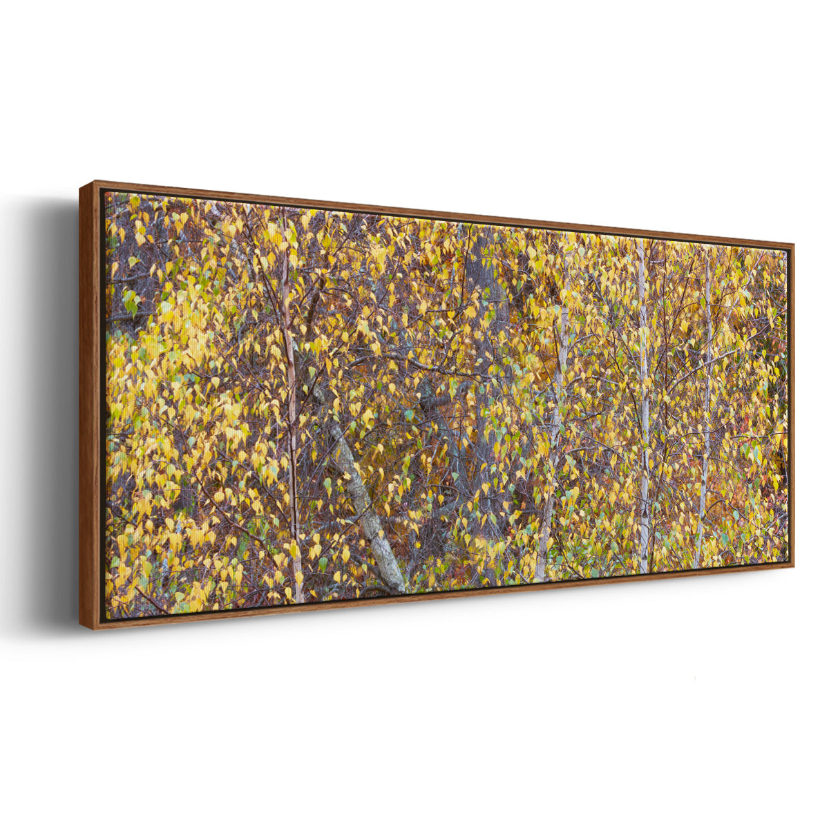 Tree Panorama III - Floater Framed Canvas Print