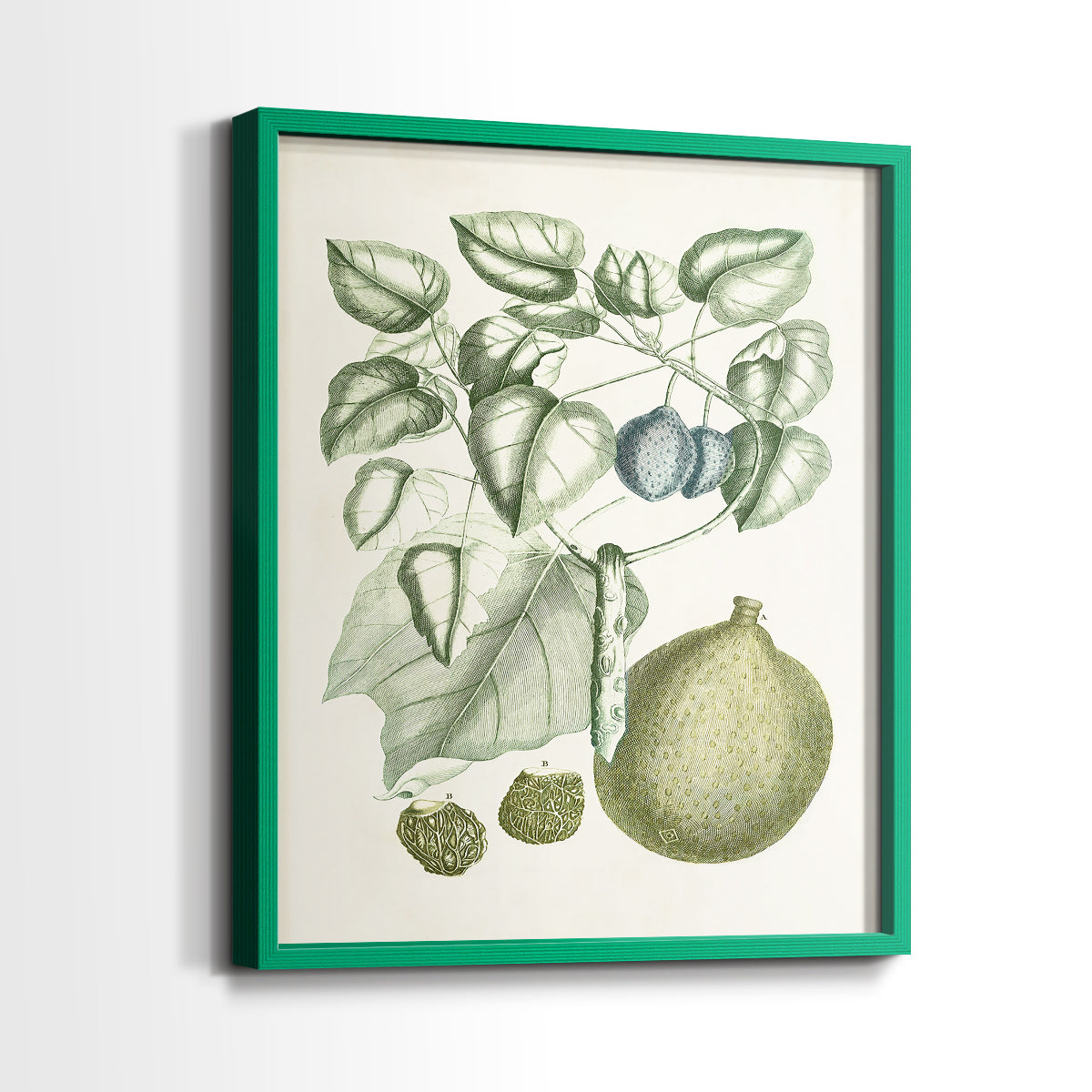 Buchoz Tropicals VIII - Restickable Framed Art Print