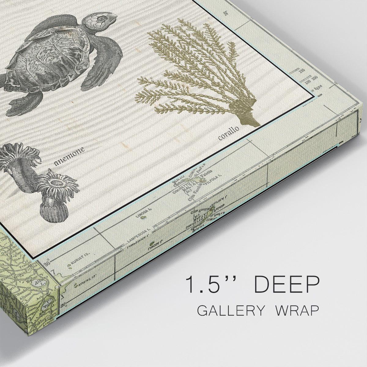 Biologia Marina IV - Canvas Art Print
