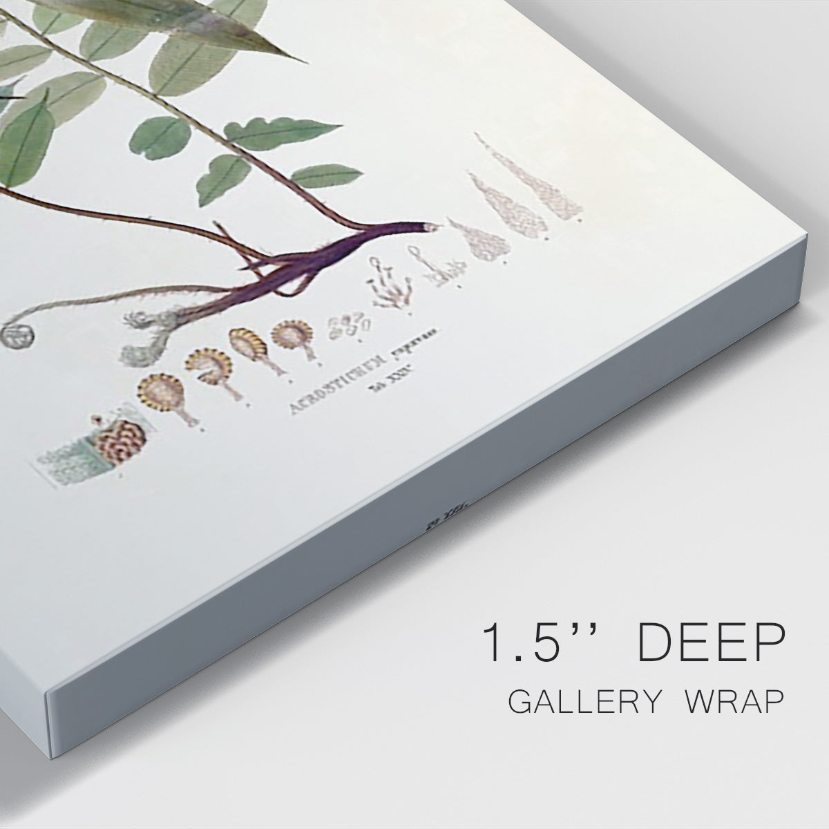 Botanical Society Ferns VI - Canvas Art Print