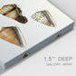 Cone Shell Collection IV Premium Gallery Wrapped Canvas - Ready to Hang