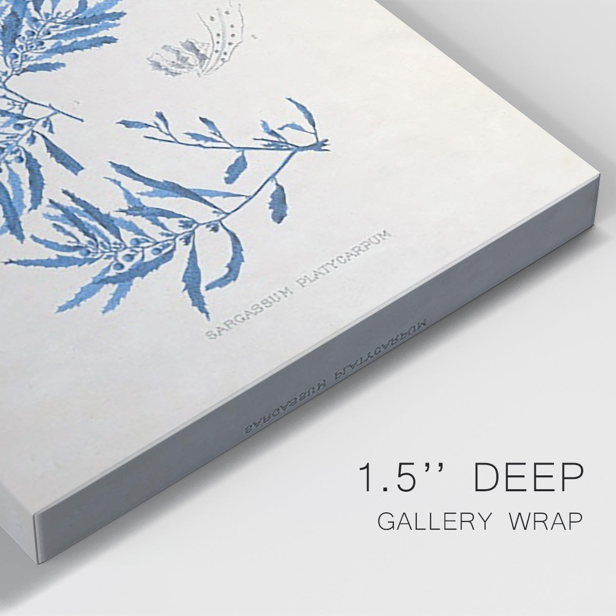 Blue Marine Algae III Premium Gallery Wrapped Canvas - Ready to Hang