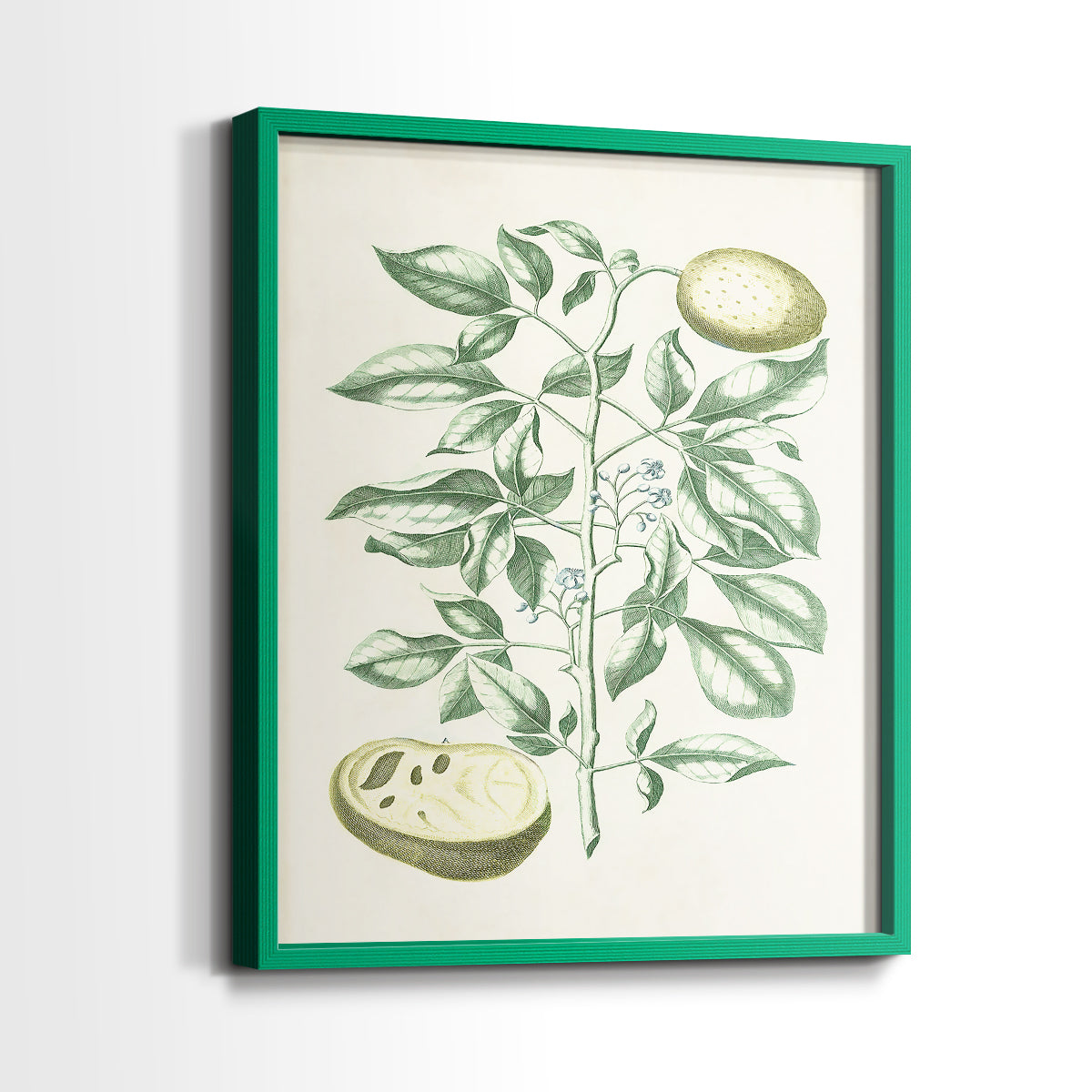 Buchoz Tropicals III - Restickable Framed Art Print