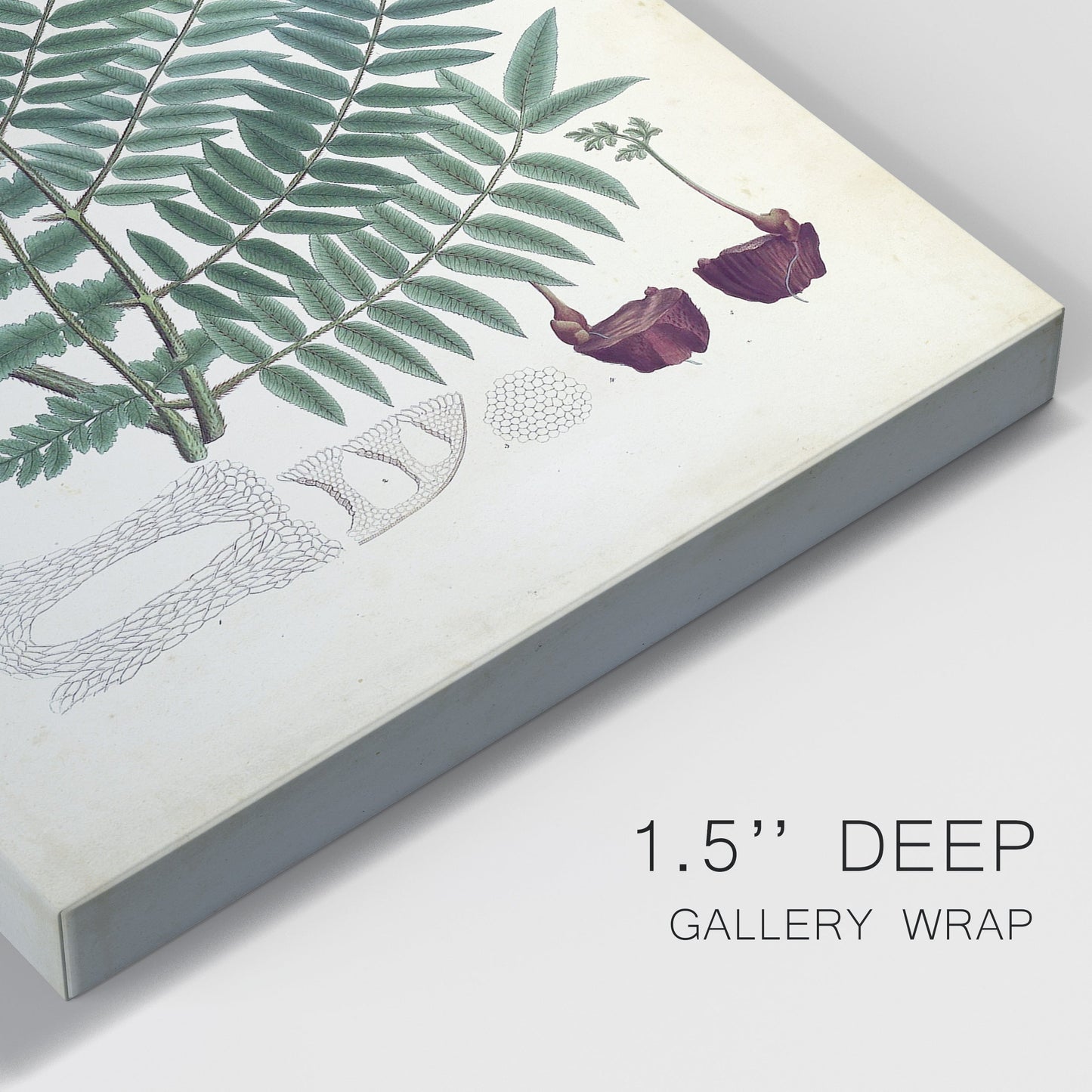 Collected Ferns VIII Premium Gallery Wrapped Canvas - Ready to Hang