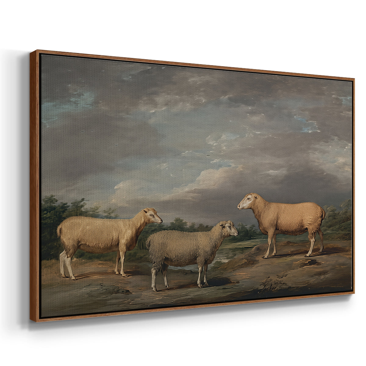 Ryelands Sheep, the King's Ram, the King's Ewe and Lord Somerville's Wether, c. 1801-1807 - Floater Framed Canvas Print