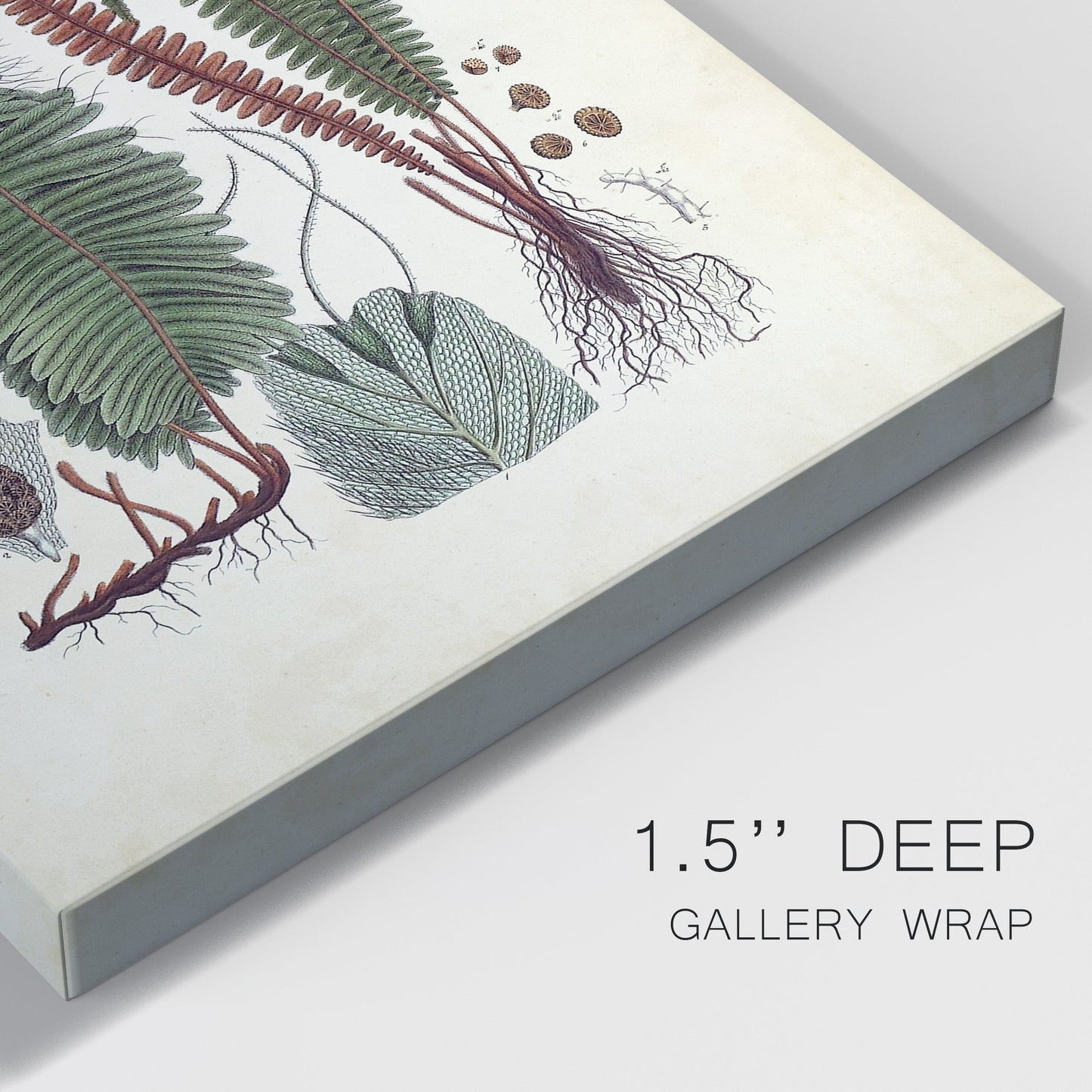 Collected Ferns V Premium Gallery Wrapped Canvas - Ready to Hang