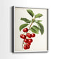 Antique Fruit II - Restickable Framed Art Print