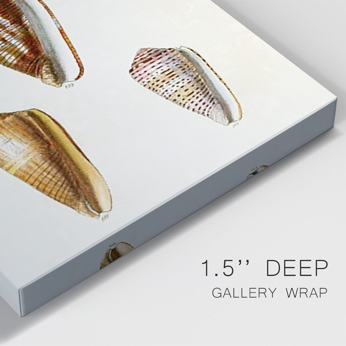 Cone Shell Collection VI Premium Gallery Wrapped Canvas - Ready to Hang