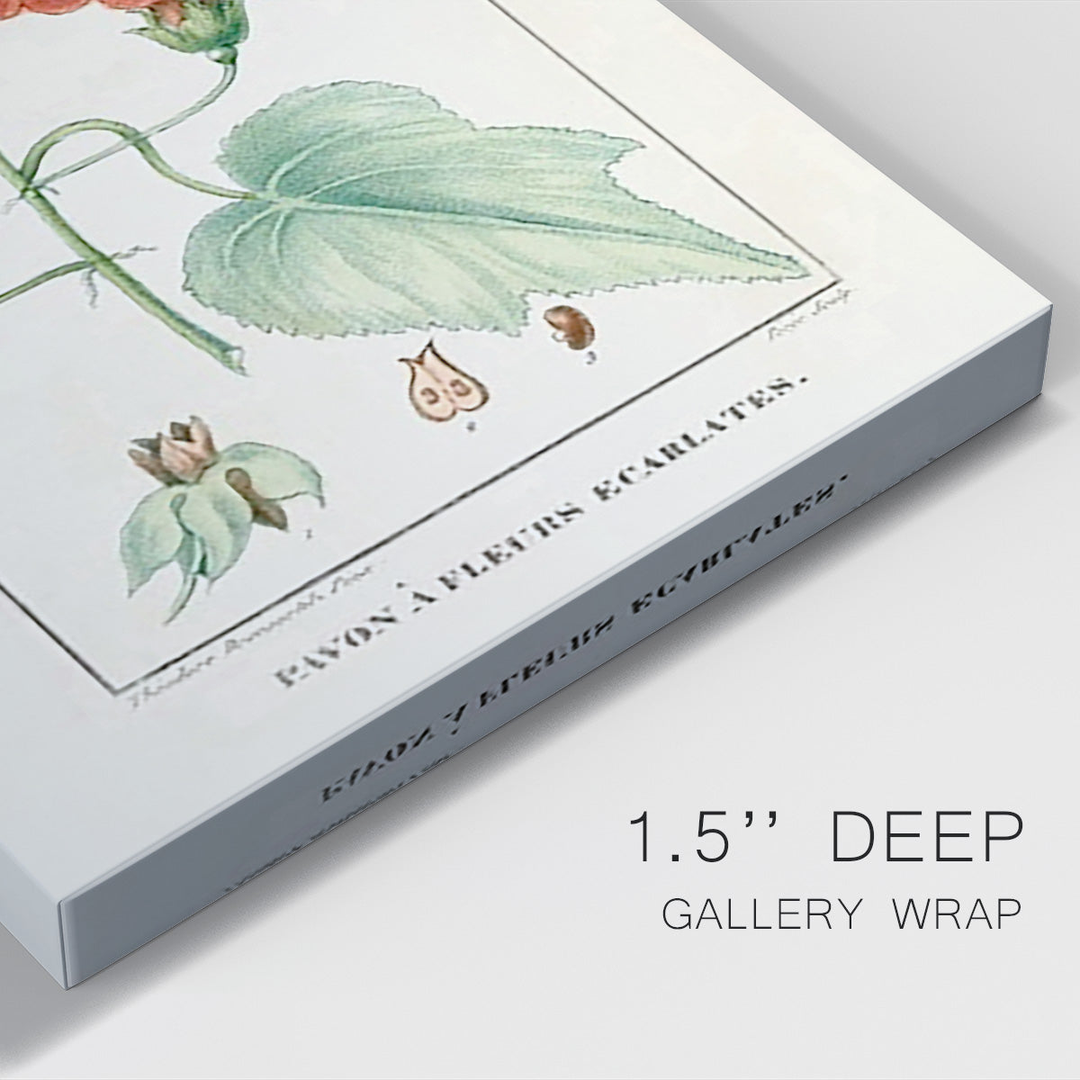 Turpin Tropical Botanicals IV - Canvas Art Print