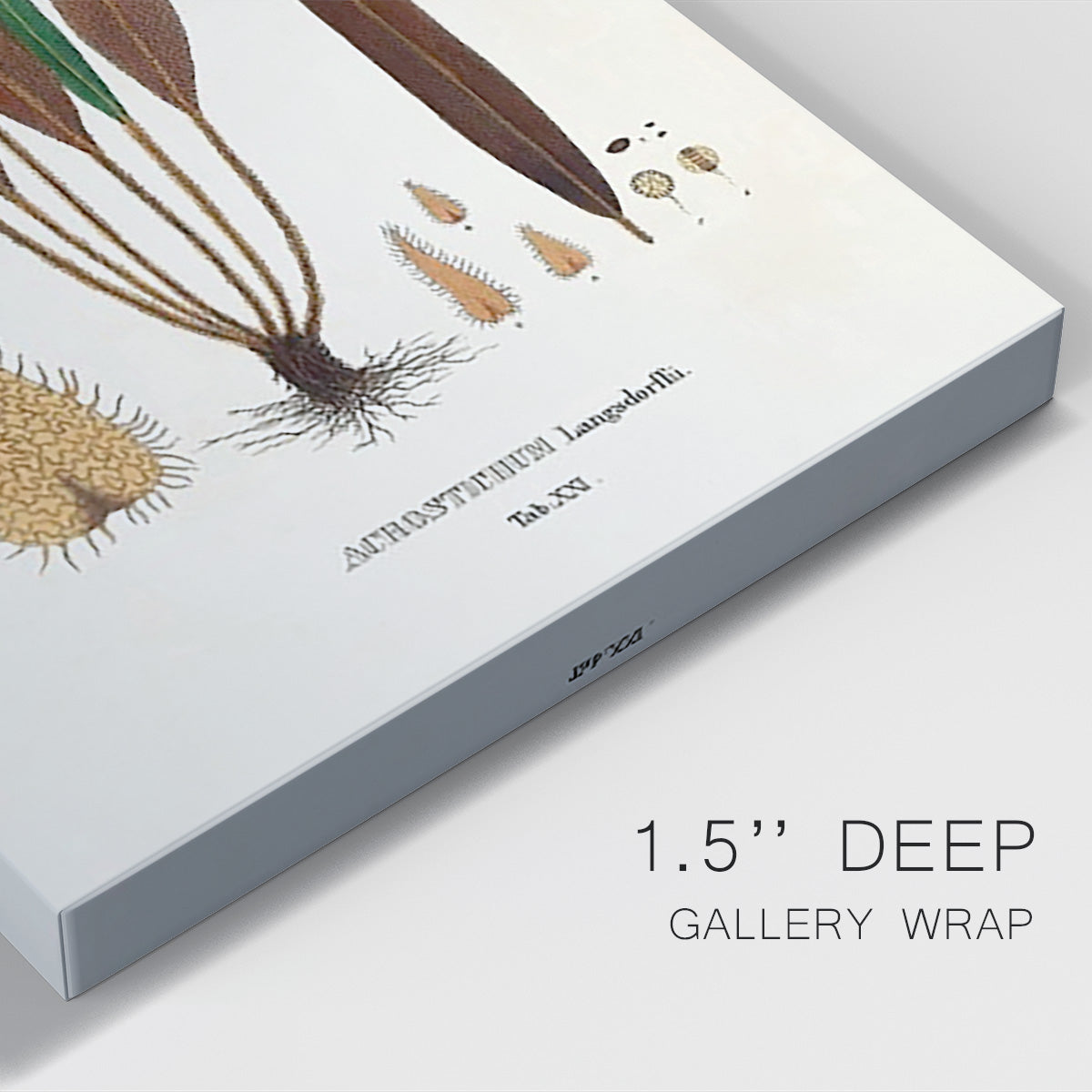 Botanical Society Ferns I - Canvas Art Print