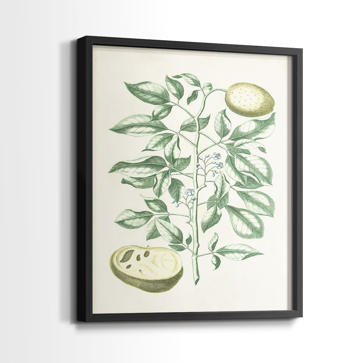 Buchoz Tropicals III - Restickable Framed Art Print