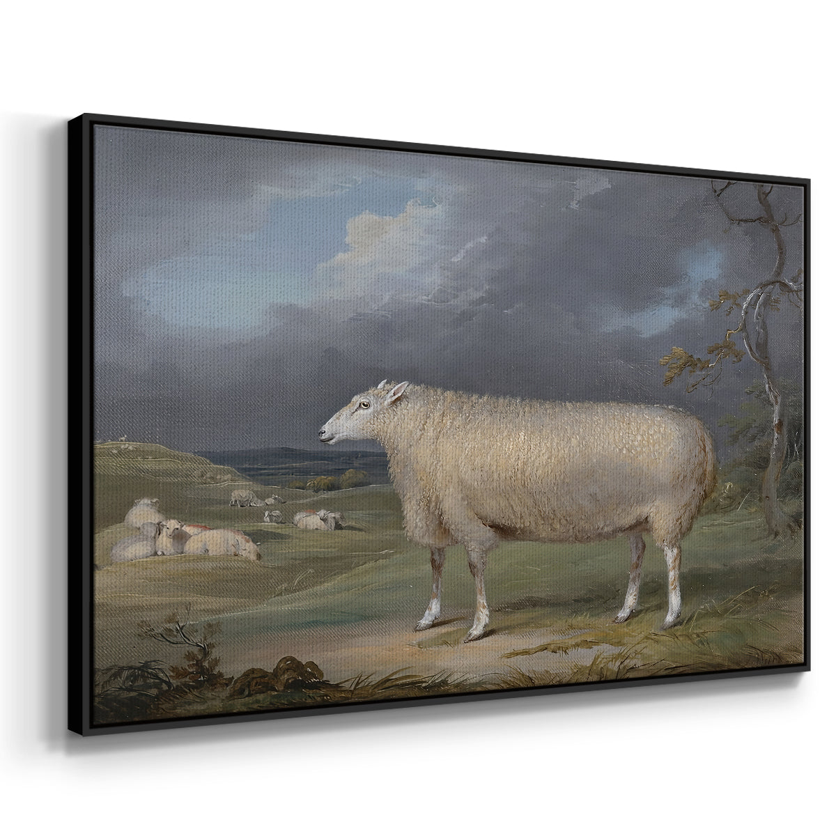 A Border Leicester Ewe, c. 1795-1800 - Floater Framed Canvas Print