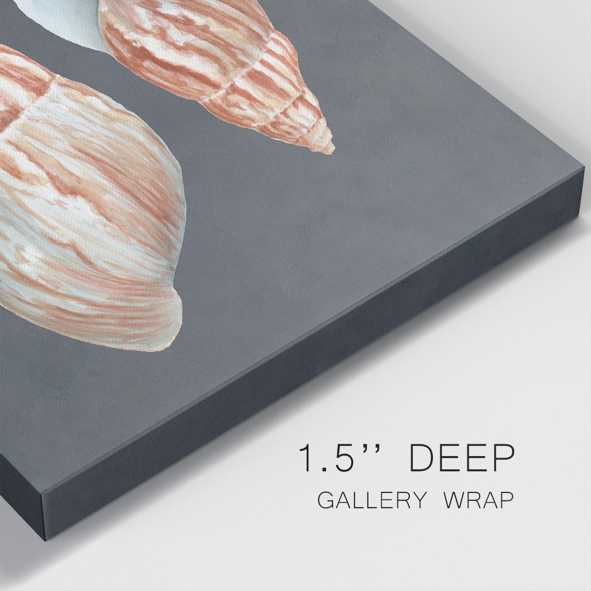 Shell on Slate V - Canvas Art Print