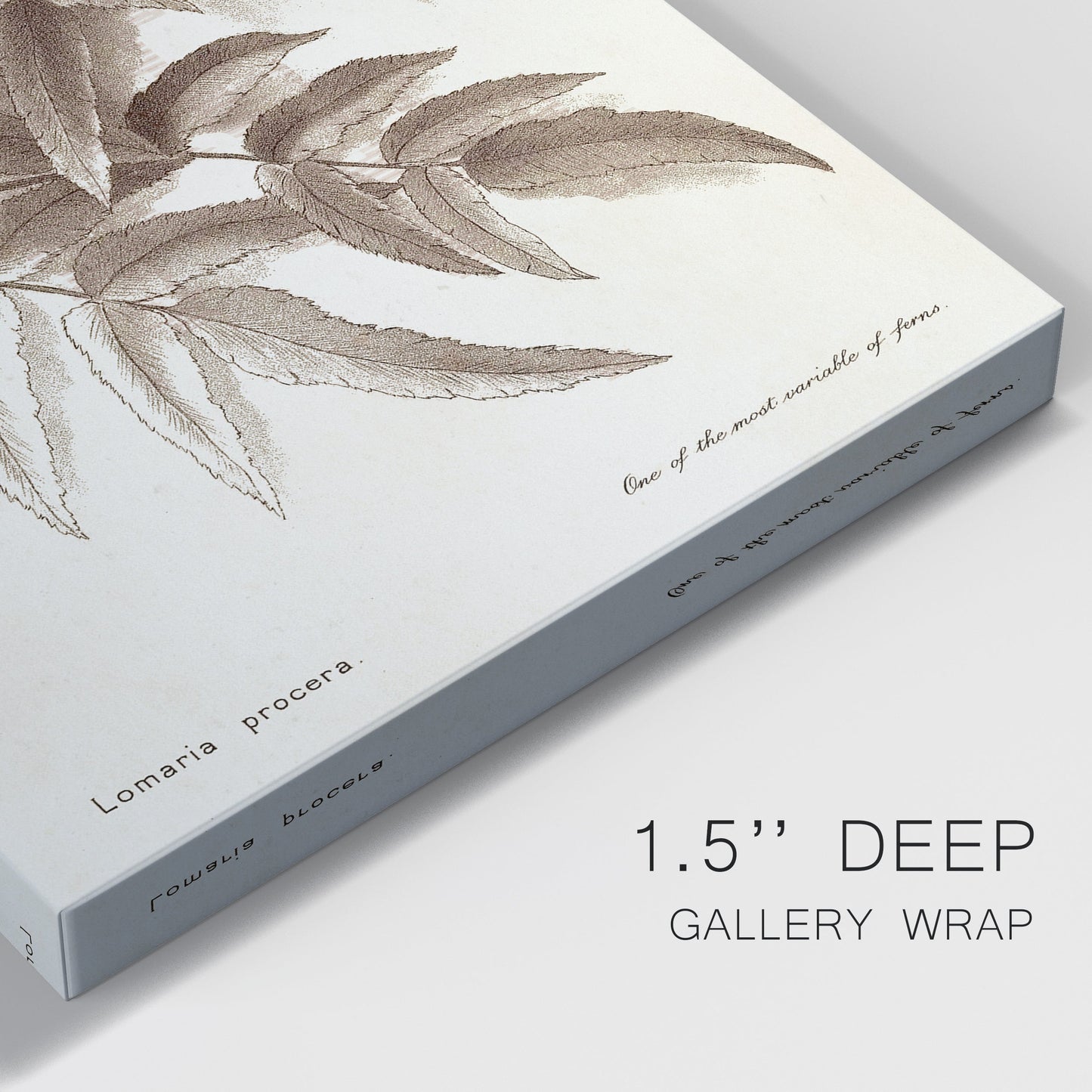 Sepia Fern Varieties IV Premium Gallery Wrapped Canvas - Ready to Hang