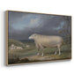 A Border Leicester Ewe, c. 1795-1800 - Floater Framed Canvas Print