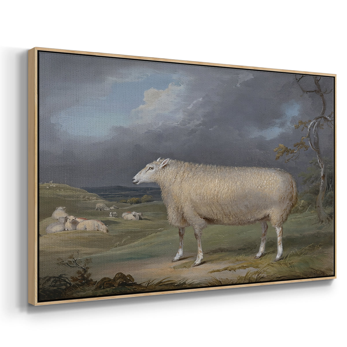 A Border Leicester Ewe, c. 1795-1800 - Floater Framed Canvas Print