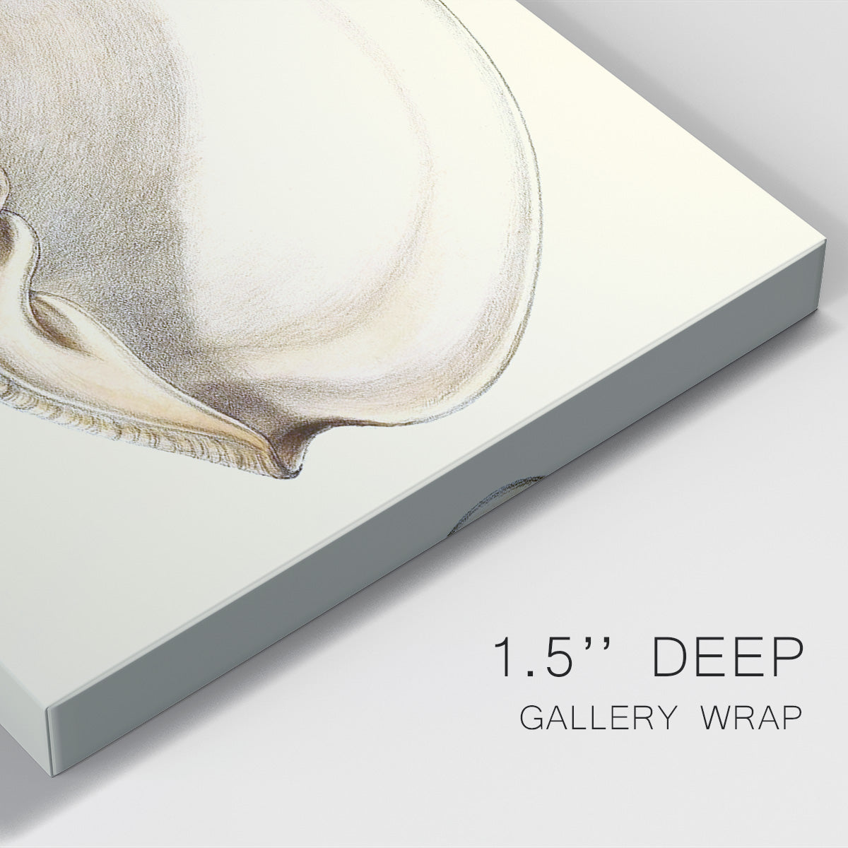 Splendid Shells I Premium Gallery Wrapped Canvas - Ready to Hang