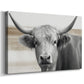 Steer XCI - Canvas Art Print