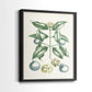 Buchoz Tropicals VII - Restickable Framed Art Print