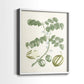 Buchoz Tropicals II - Restickable Framed Art Print