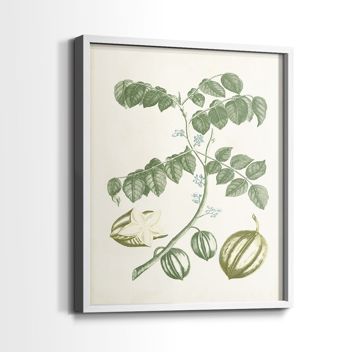 Buchoz Tropicals II - Restickable Framed Art Print