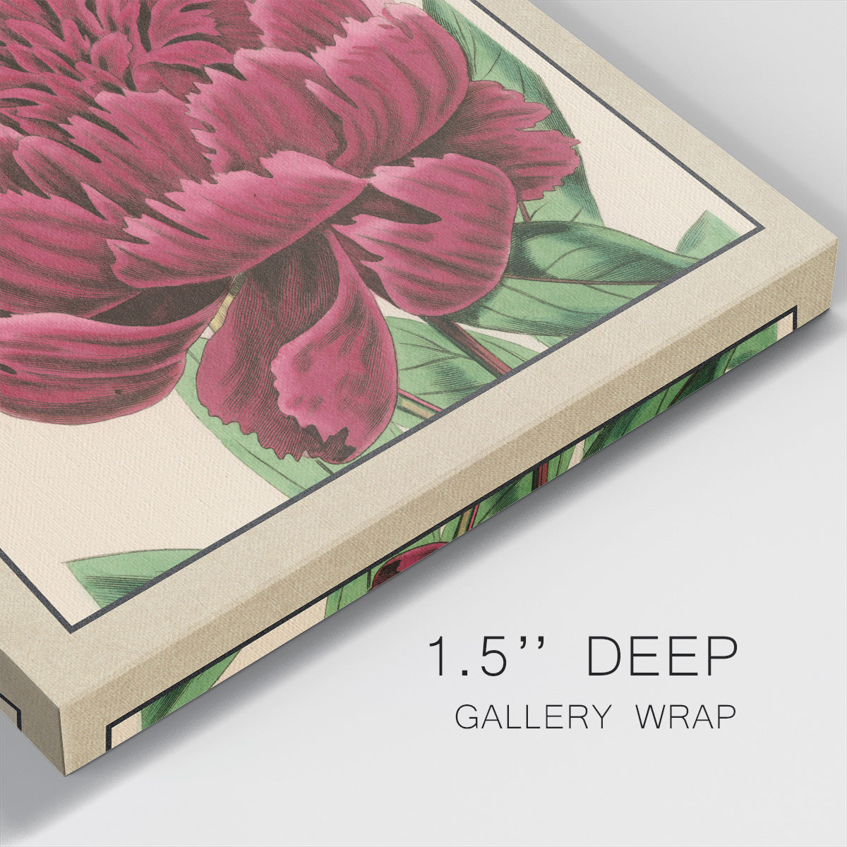 Peony Collection V - Canvas Art Print
