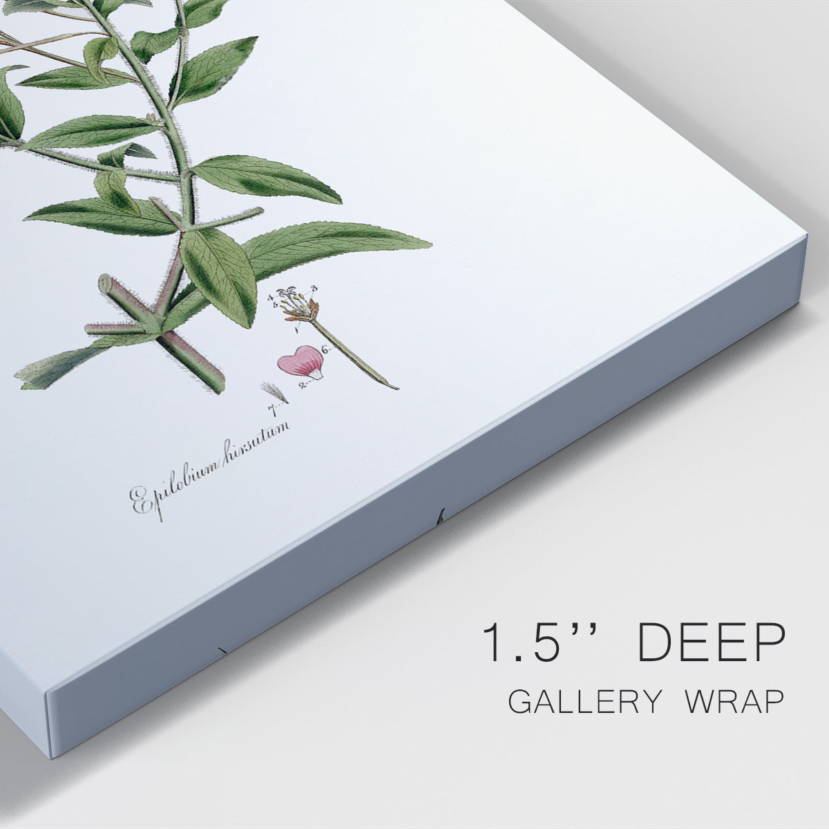 Rose Botanical III Premium Gallery Wrapped Canvas - Ready to Hang