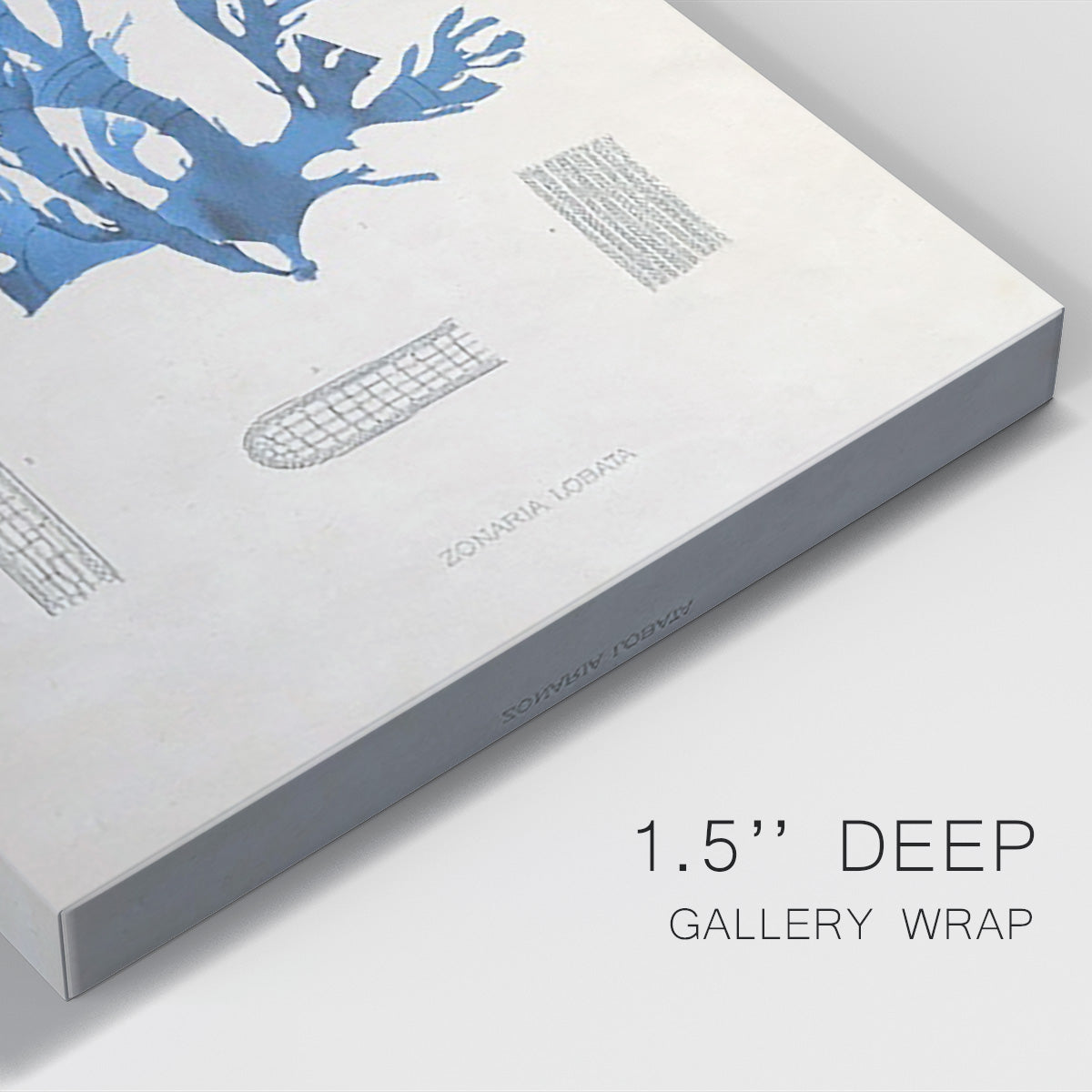 Blue Marine Algae IX - Canvas Art Print