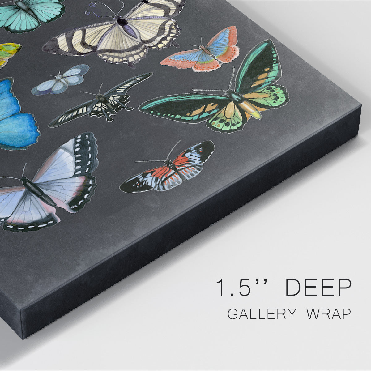 Graphic Butterfly Taxonomy I Premium Gallery Wrapped Canvas - Ready to Hang