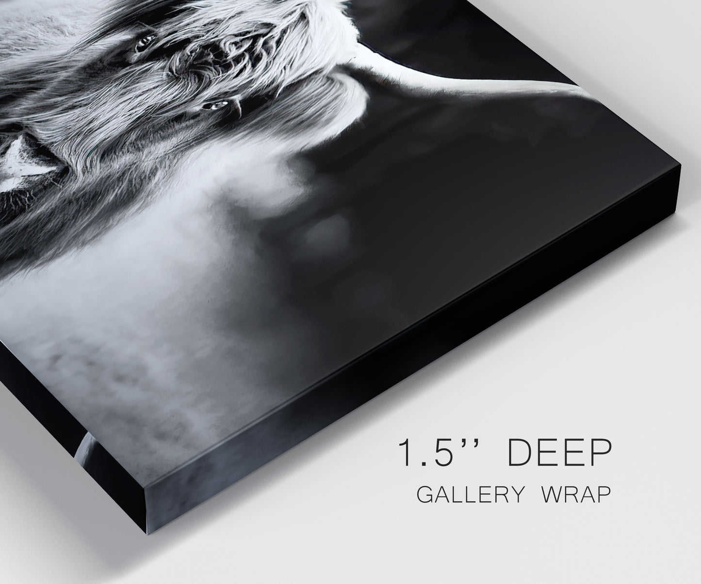 Close-up view of wrapped canvas corner featuring black and white cattle portrait.