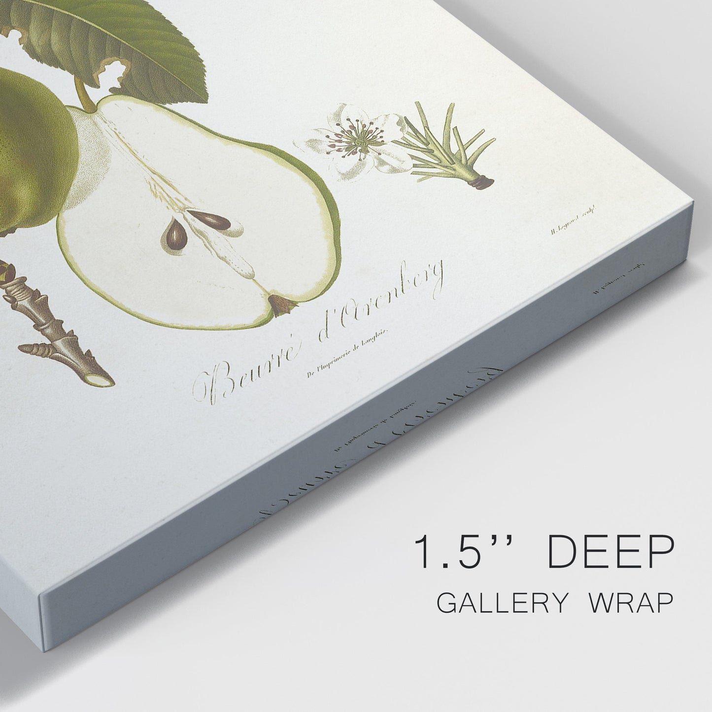 Vintage Pears IV Premium Gallery Wrapped Canvas - Ready to Hang